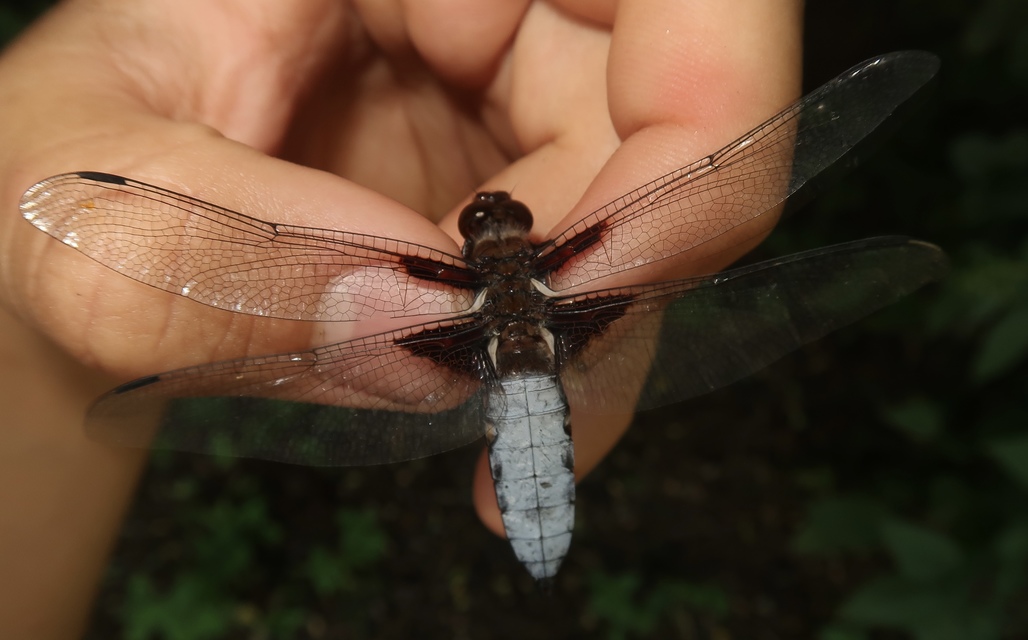 Libellula depressa - széles laposacsa