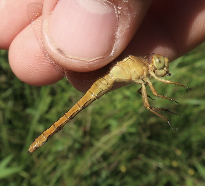 Orthetrum coerulescens - karcsú pásztorszitakötő