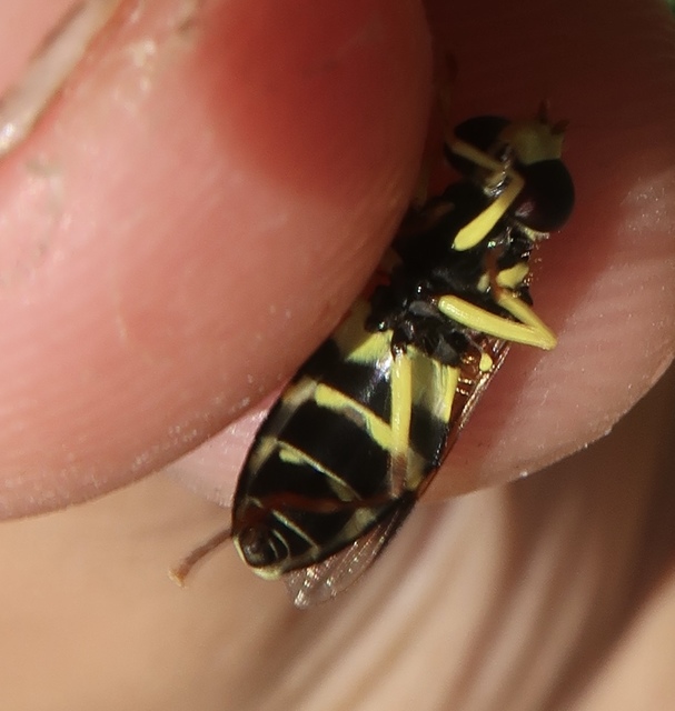Xanthogramma pedissequum - gyakori oldalsávoslégy