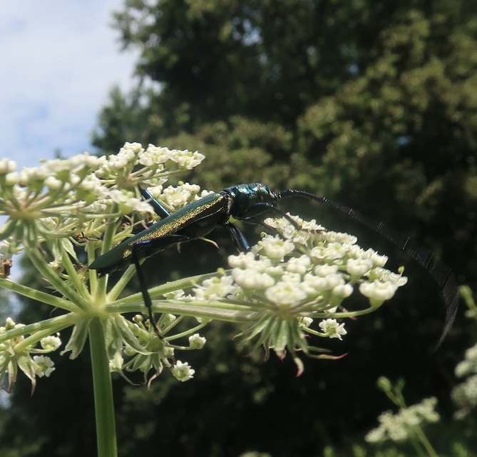Aromia moschata - pézsmacincér