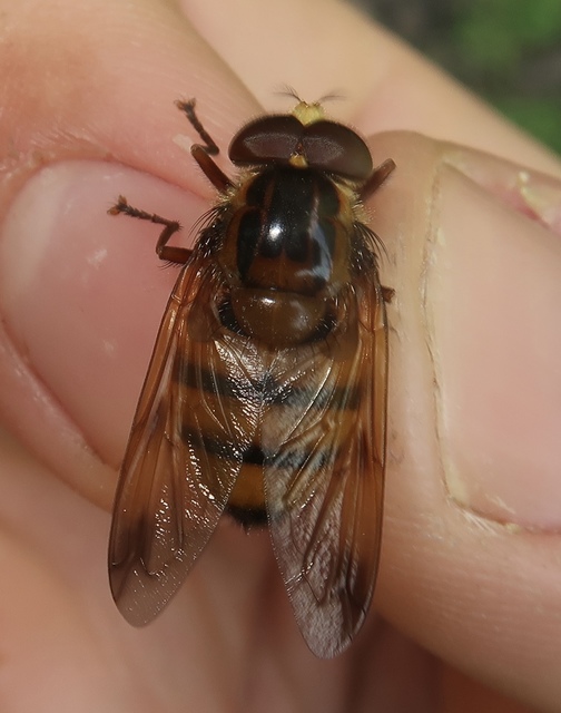 Volucella inanis - háromöves pihelégy