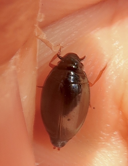 Gyrinus