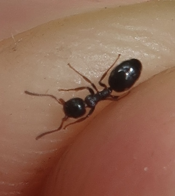 Dolichoderus quadripunctatus - négypettyes erdeihangya
