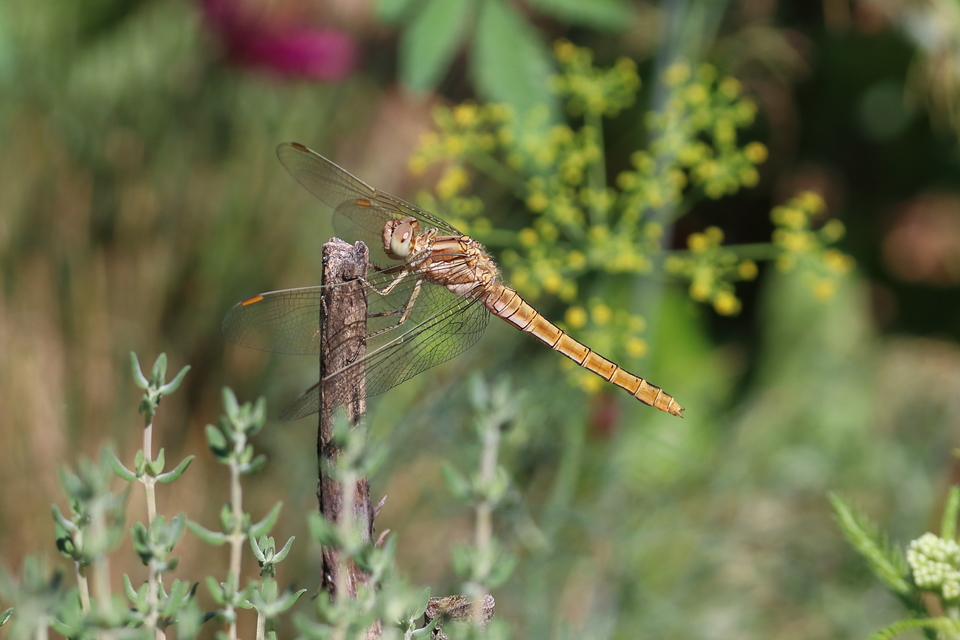 Orthetrum brunneum - pataki pásztorszitakötő