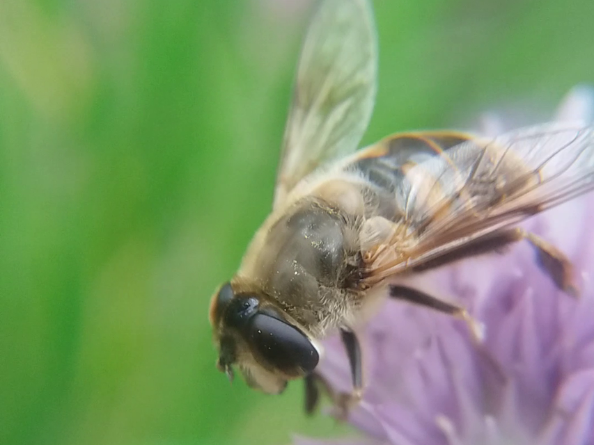 Eristalis tenax - közönséges herelégy