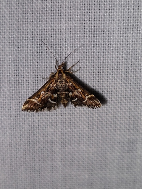 Diasemia reticularis - betűmintás tűzmoly
