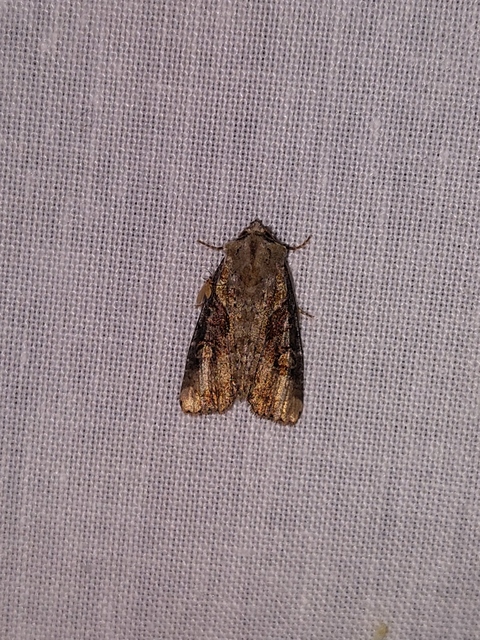 Lateroligia ophiogramma - harmatkása-dudvabagoly