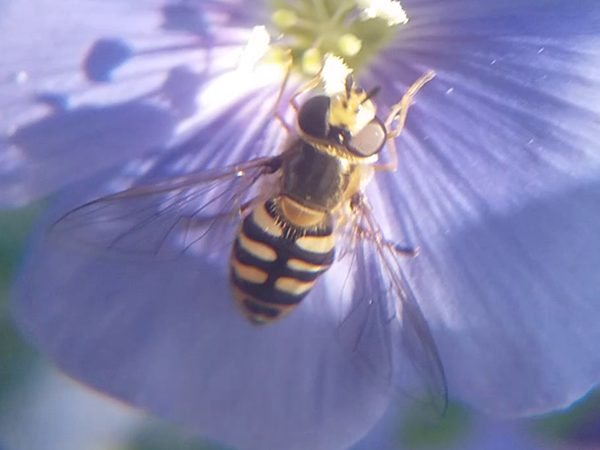 Eupeodes