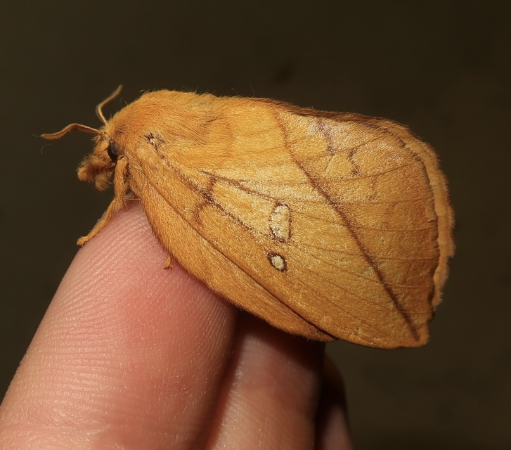 Euthrix potatoria - szomjas pohók