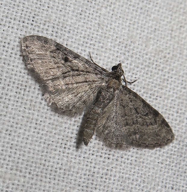 Eupithecia virgaureata - aranyvessző-törpearaszoló