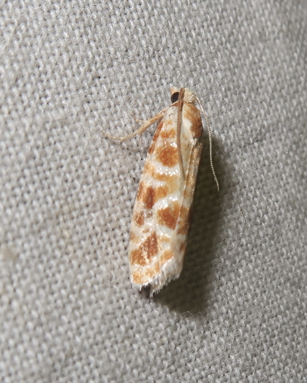 Rhyacionia buoliana - fenyőilonca