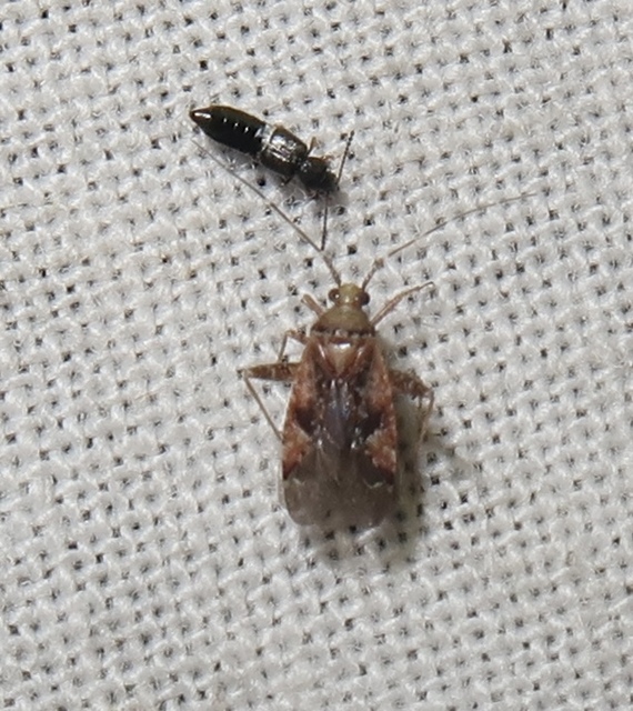Phytocoris meridionalis