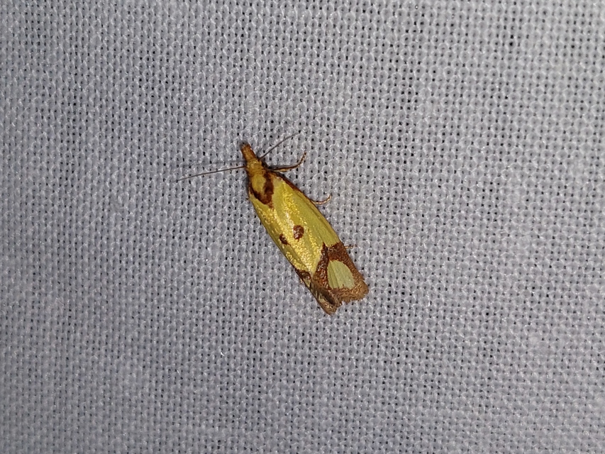 Agapeta zoegana - barnacsíkos sárgamoly