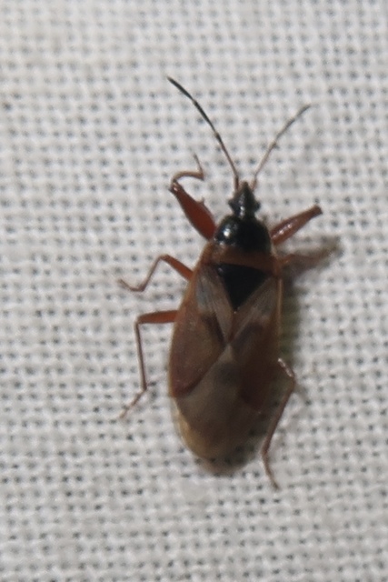 Gastrodes abietum - lapos fenyőbodobács