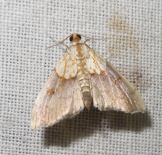 Agrotera nemoralis - ligeti tűzmoly
