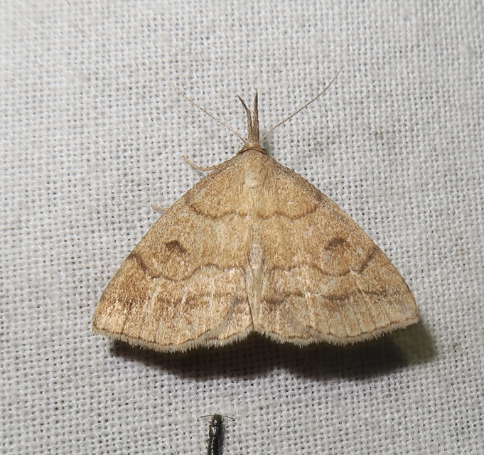 Polypogon gryphalis - láperdei karcsúbagoly