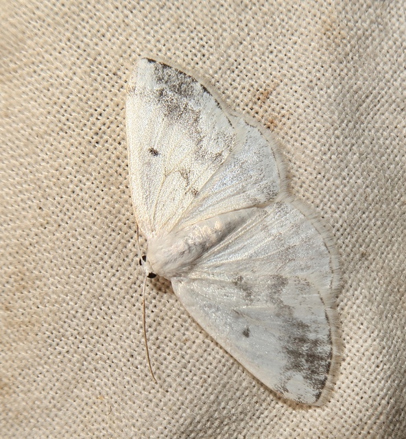 Lomographa temerata - foltos fehéraraszoló