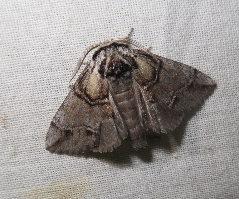 Drymonia velitaris - hegyi púposszövő