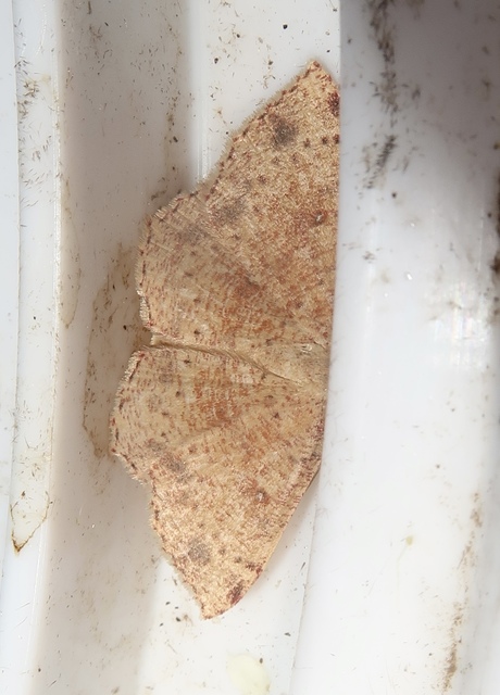Cyclophora porata - körös pettyesaraszoló