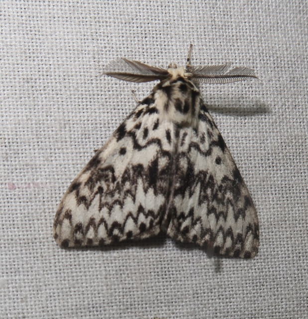 Lymantria monacha - apácalepke