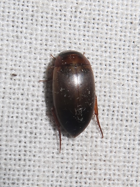 Liopterus haemorrhoidalis - rozsdás csíkbogár Liopterus haemorrhoidalis - rozsdás csíkbogár