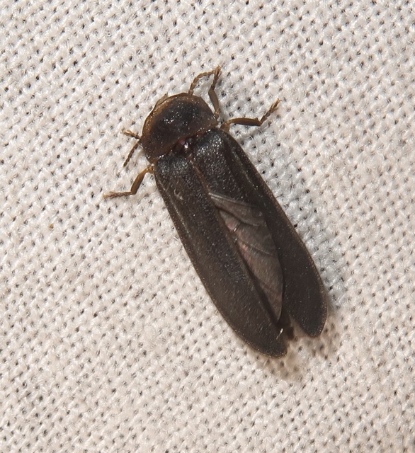 Lampyris noctiluca - nagy szentjánosbogár