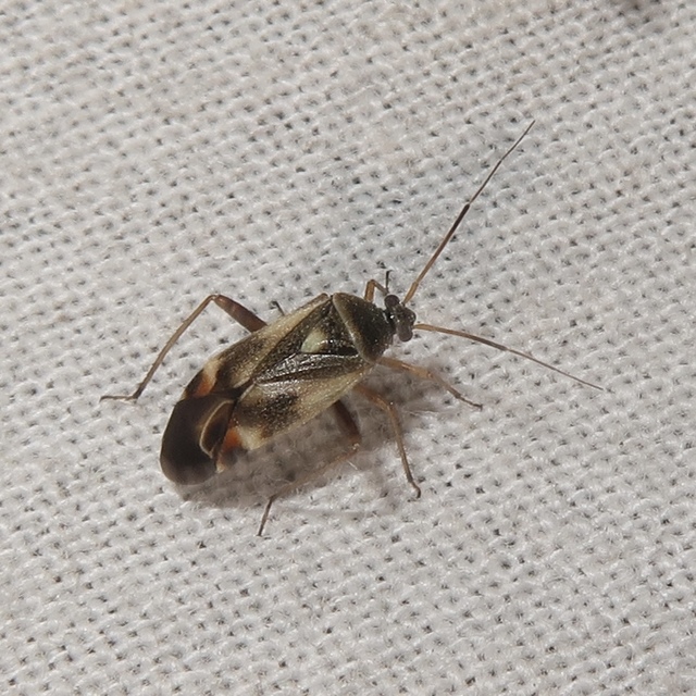 Polymerus Polymerus