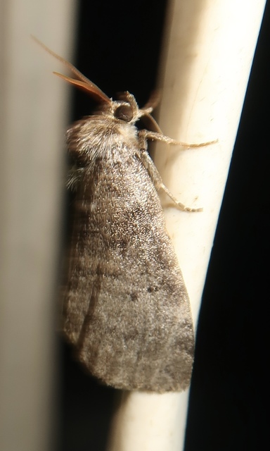 Ochropacha duplaris - égerlevél-pihésszövő