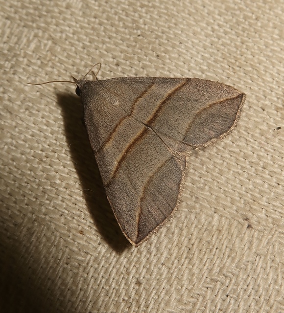 Colobochyla salicalis - háromsávos törpebagoly