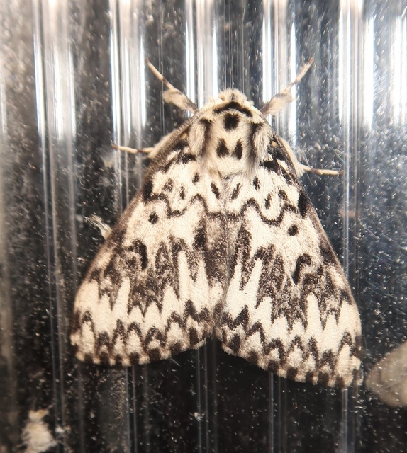 Lymantria monacha - apácalepke
