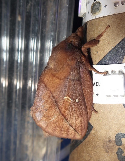 Euthrix potatoria - szomjas pohók