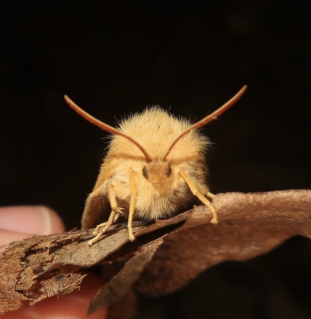 Lasiocampa quercus - tölgyfaszövő