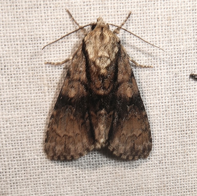 Acronicta alni - éger-szigonyosbagoly