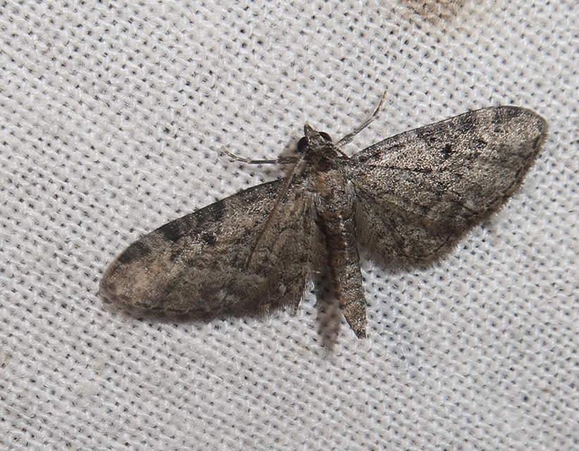 Eupithecia virgaureata - aranyvessző-törpearaszoló