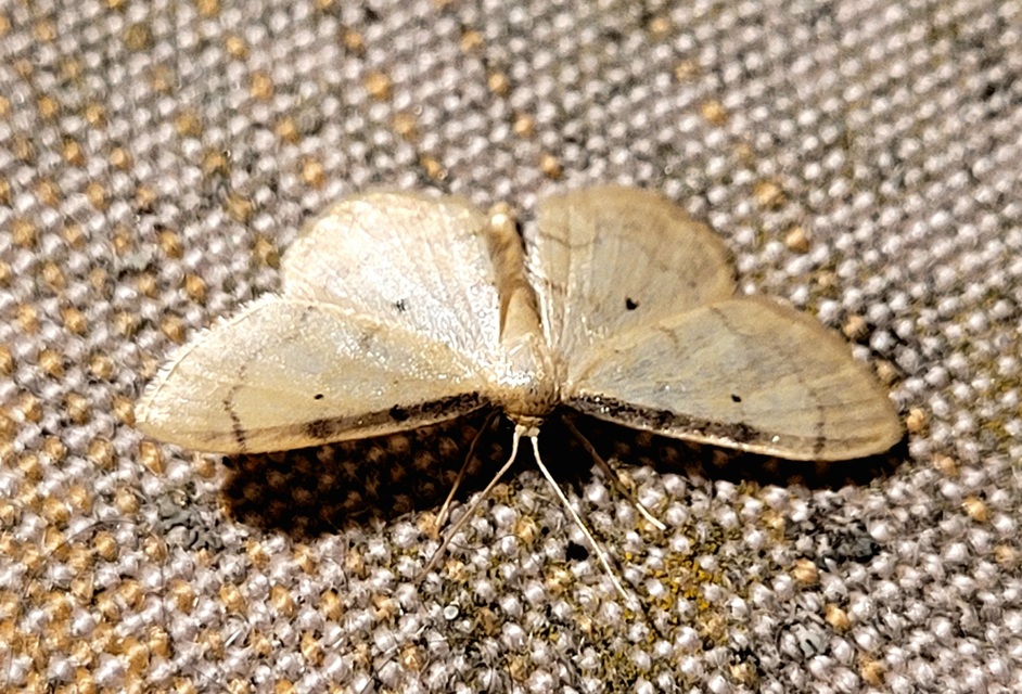vonalas apróaraszoló - Idaea politaria