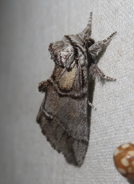 Drymonia velitaris - hegyi púposszövő