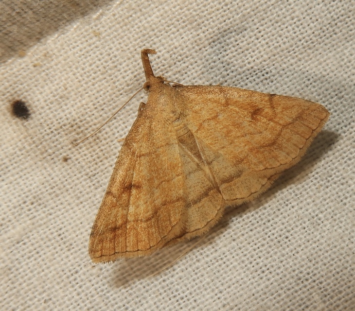 Polypogon gryphalis - láperdei karcsúbagoly