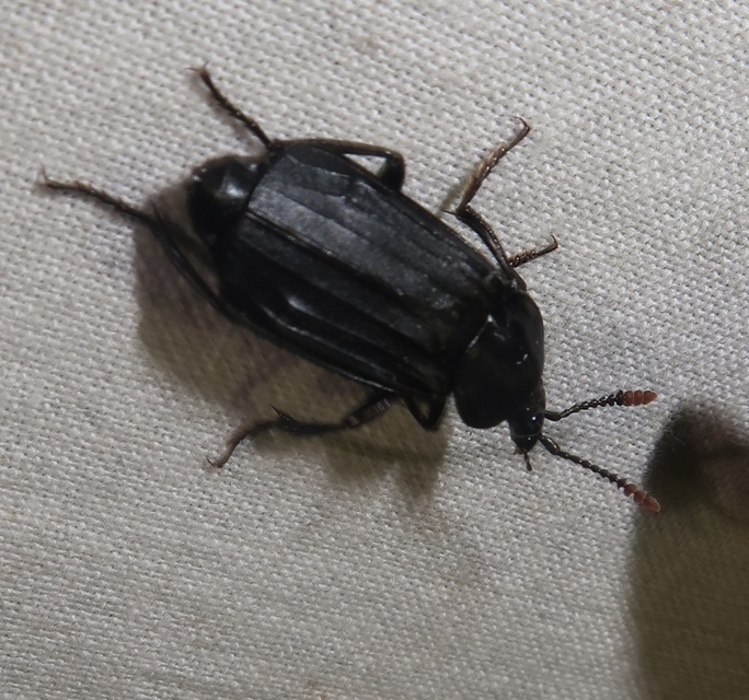Necrodes littoralis - nagy dögbogár