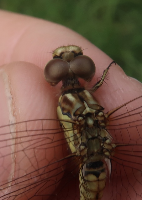Sympetrum vulgatum - barkós katona-szitakötő