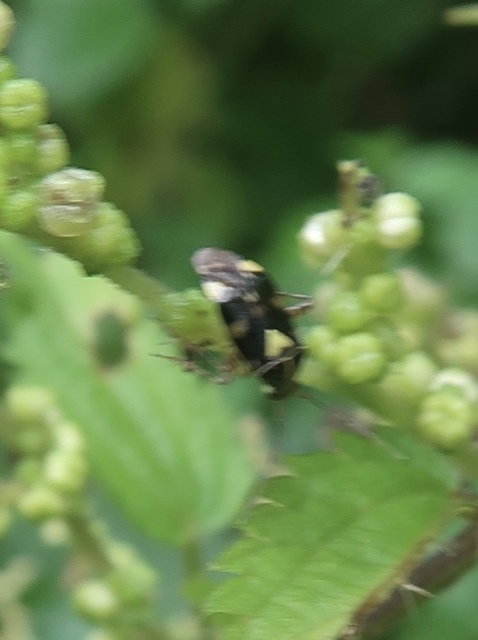 Liocoris tripustulatus - hárompettyes mezeipoloska