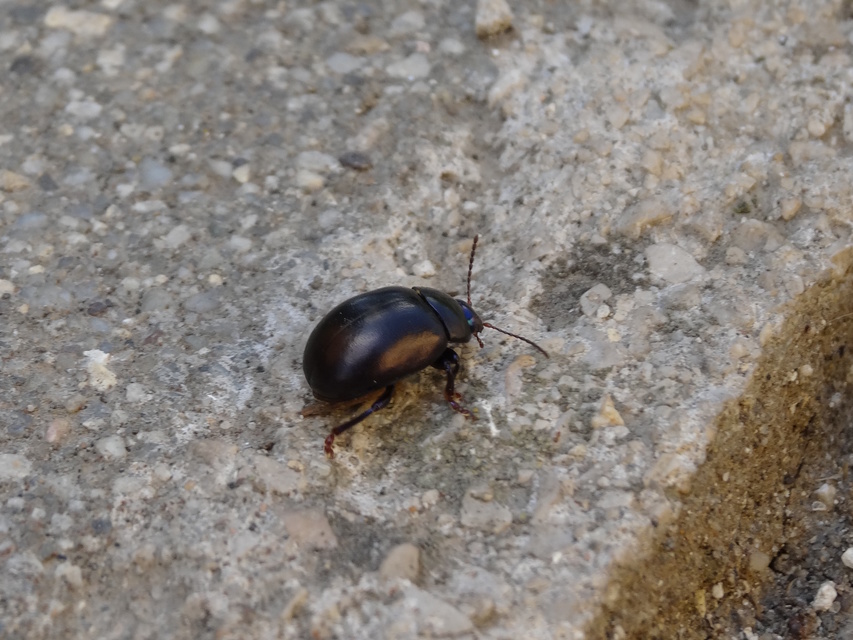 Chrysolina sturmi - vöröslábú levelész