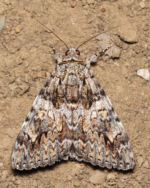 Catocala promissa - kis tölgyfa-övesbagoly