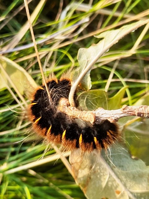 málnaszövő - Macrothylacia rubi