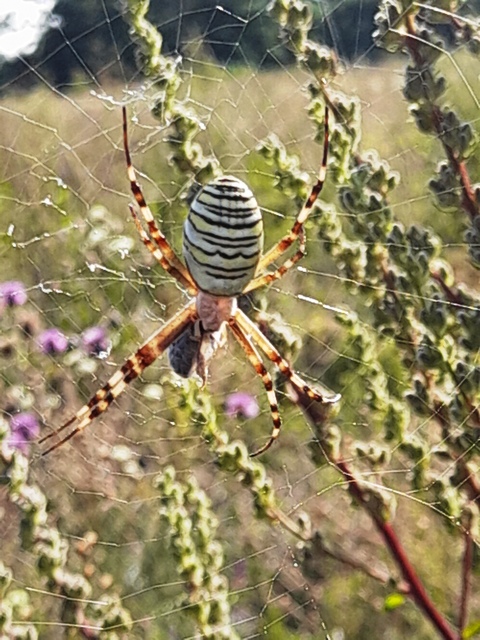 Argiope bruennichi - darázspók