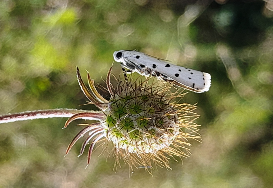 pettyes karcsúmoly - Myelois circumvoluta
