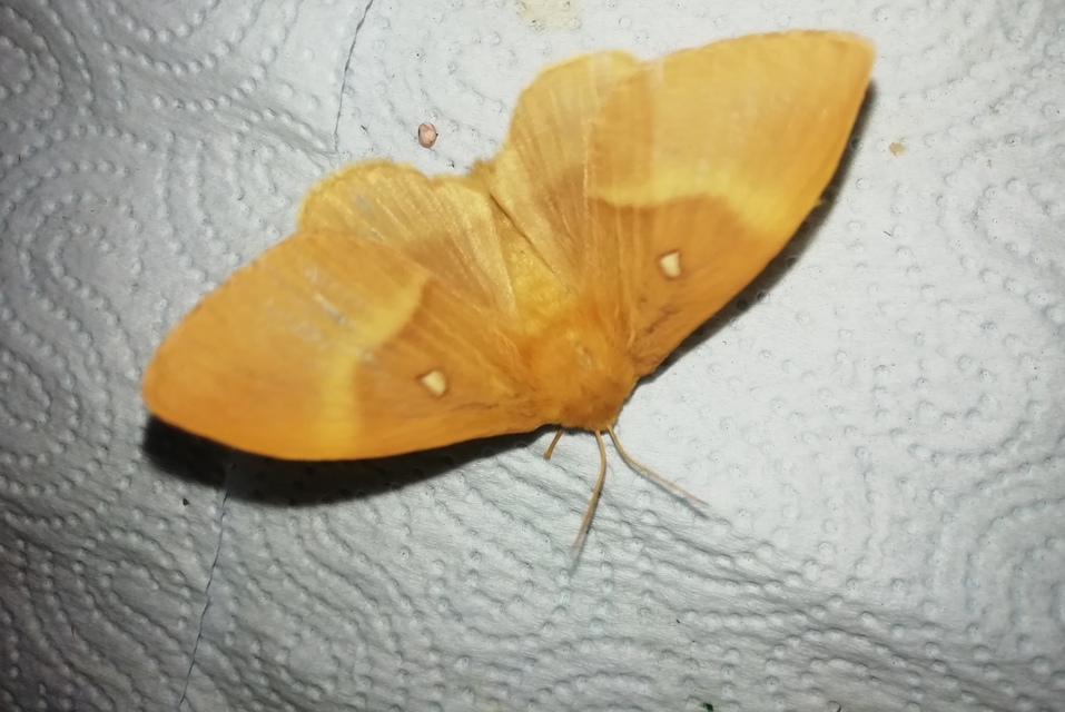 tölgyfaszövő - Lasiocampa quercus