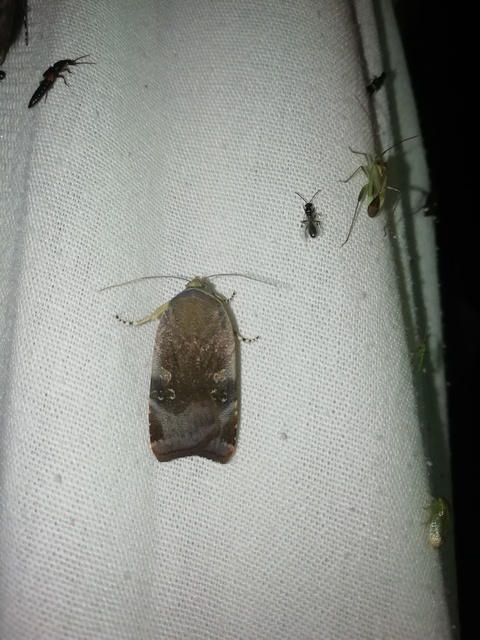 Noctua janthe/janthina