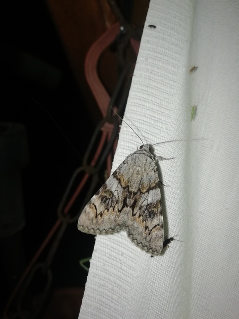 füstös övesbagoly - Catocala conversa