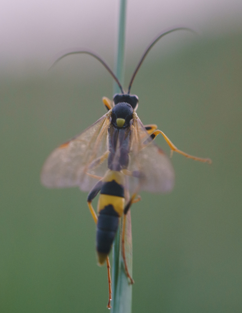 Hymenoptera - Hártyásszárnyúak