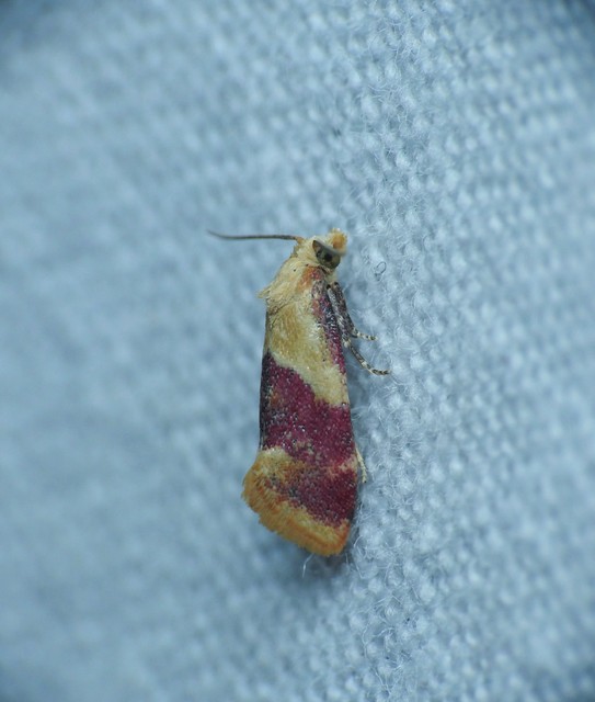 bíborsávos fúrómoly - Diceratura ostrinana